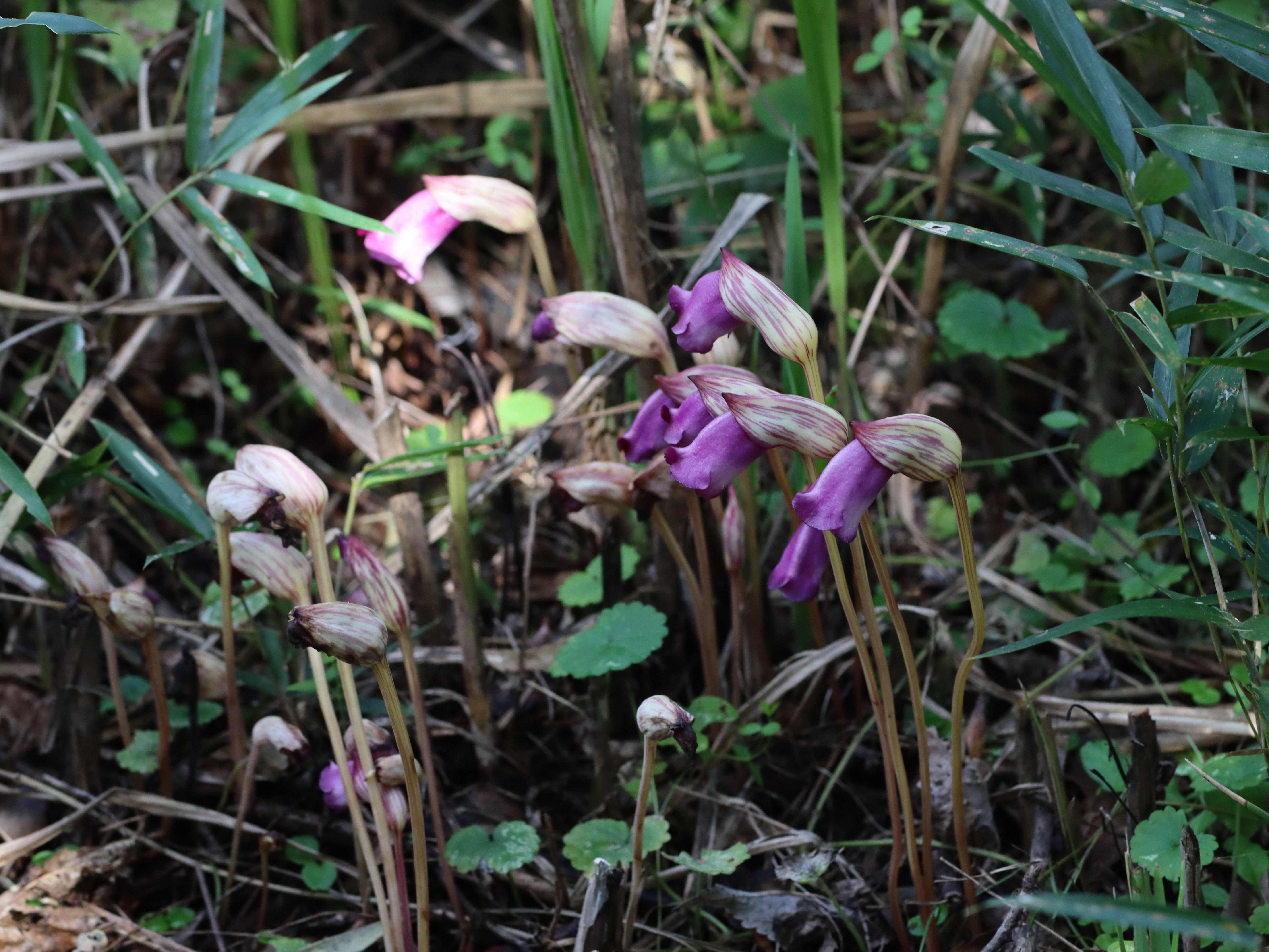 ナンバンギセル